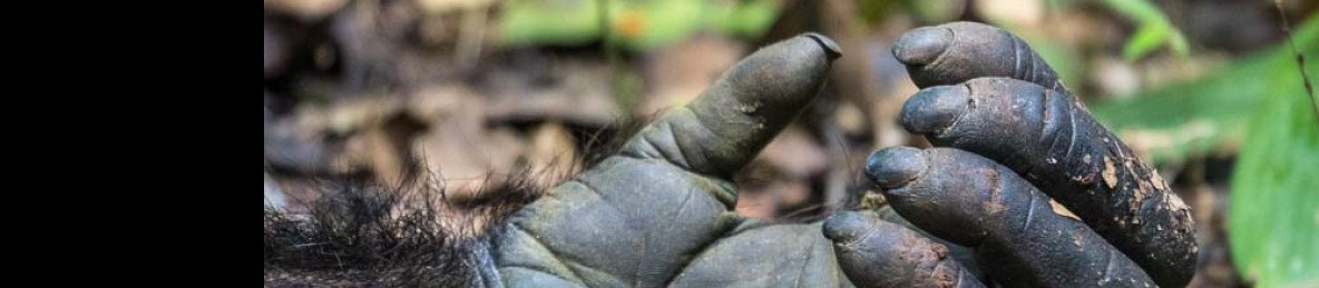 12-Day Rwanda Uganda Safari Extreme Adventure