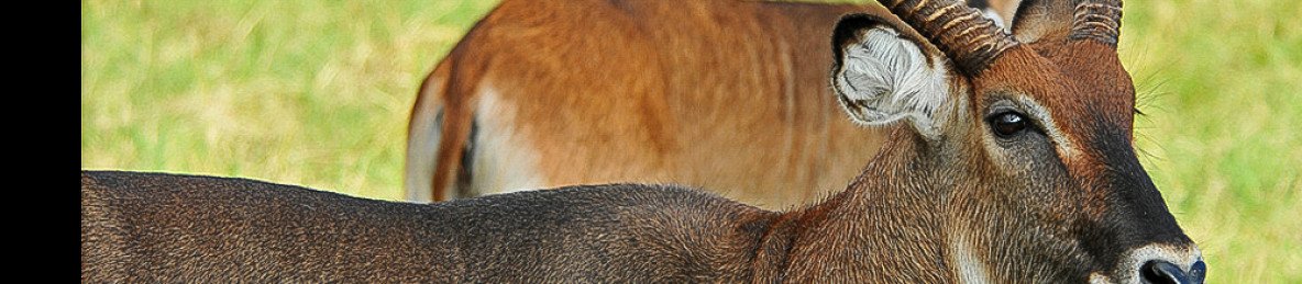 6-Day Rwanda and Uganda Budget Wildlife Safari