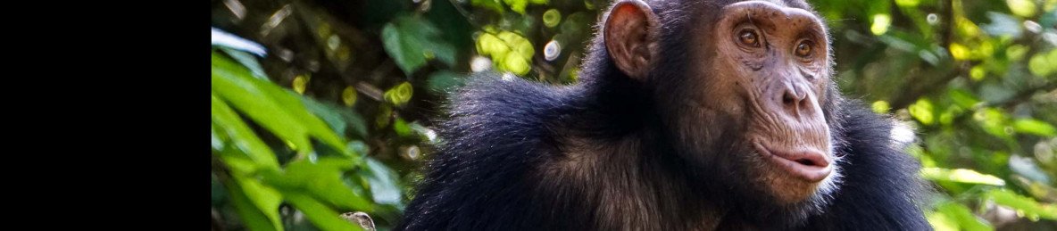 4-Day Murchison Falls NP & Budongo Forest - Chimpazee