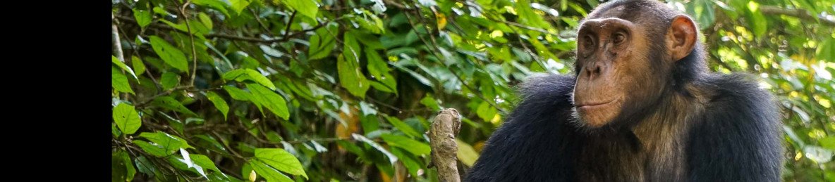 7-Day Uganda Wildlife and Primate Safari Package