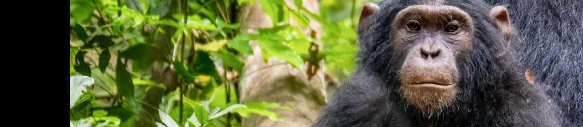4-Day Murchison Falls and Budongo-Chimpanzee