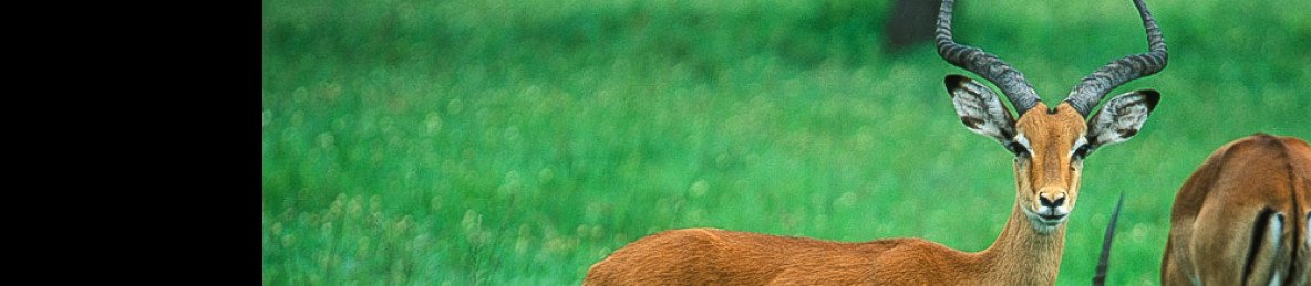 8-Day Explore the Pearl of Africa and Wildlife