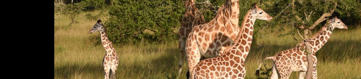 3-Day Family Wildlife Tour in Uganda's Lake Mburo NP