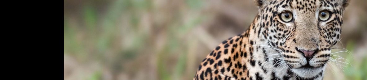 4-Day Big 4- Queen Elizabeth+ Lake Mburo National Park
