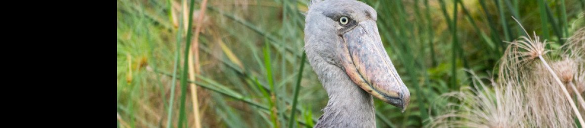1-Day Shoebill Stork Tracking Tour in Mabamba Swamp
