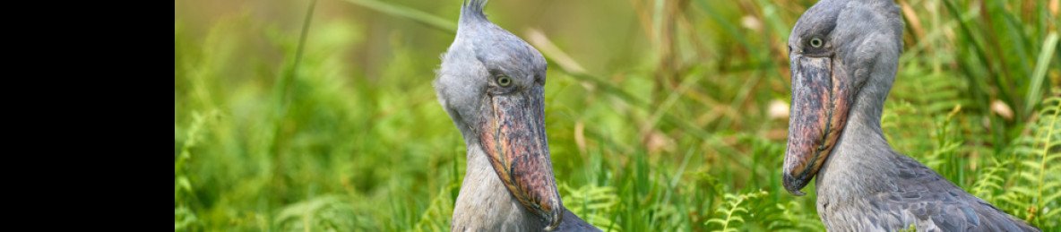 1-Day Mabamba Wetland Birding