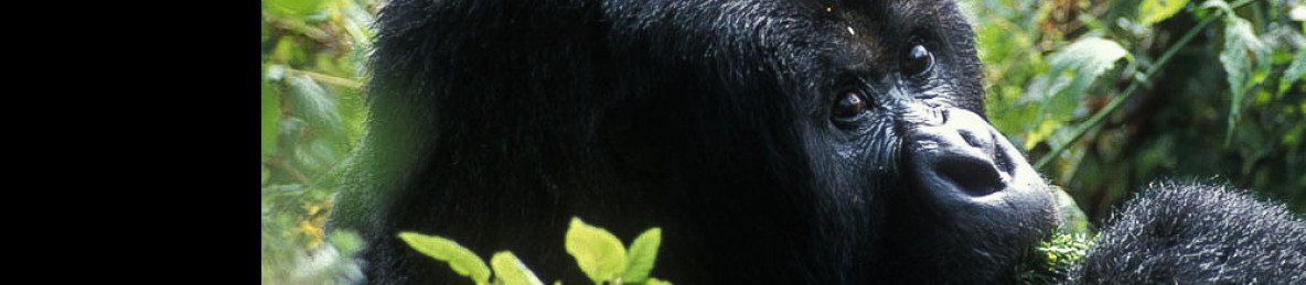 1-Day Gorilla Trekking in Uganda from Kigali Rwanda