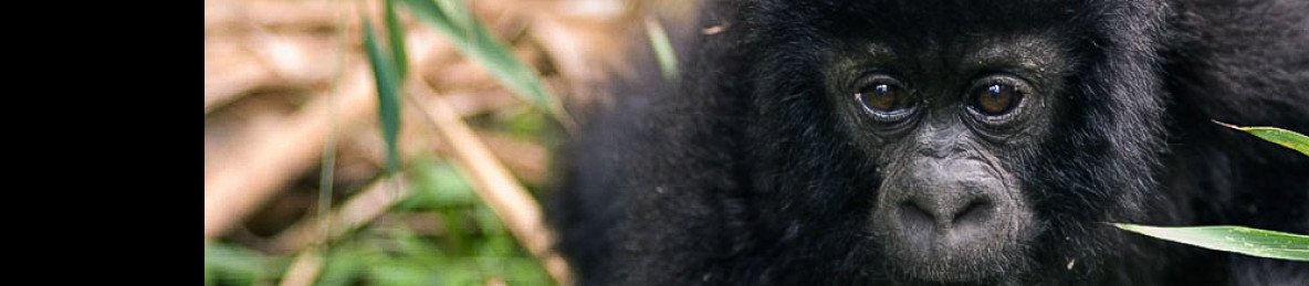 3-Day Gorilla Trekking Budget Safari in Uganda