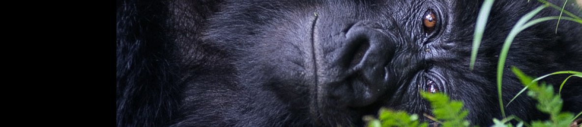 5-Day Uganda Gorilla and Chimpanzee Tracking