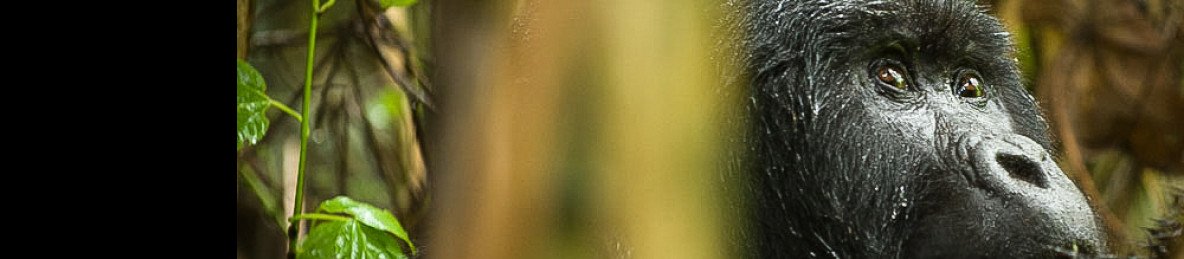 8-Day Gorillas, Chimps and Wildlife Adventure