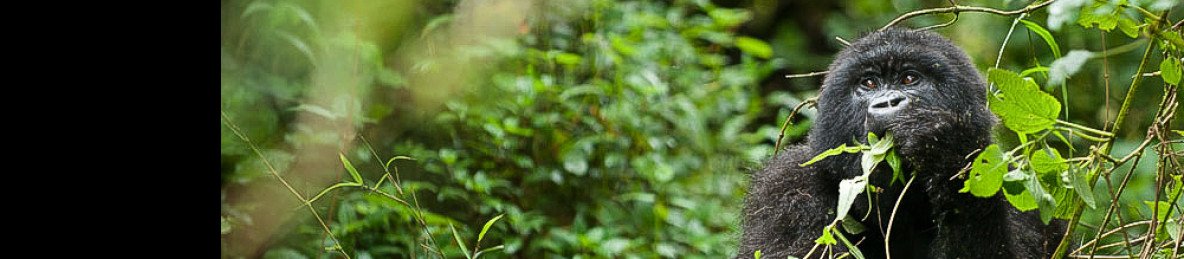 3-Day Luxury Gorilla Trekking with Domestic Flights