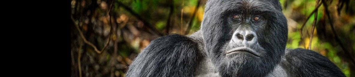 6-Day Rwanda–Uganda Gorilla & Chimpanzee Trekking Safari