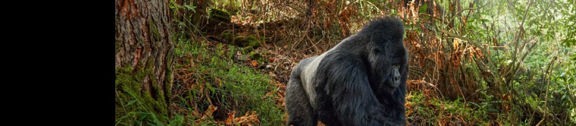 8-Day Magical Rwanda Chimpanzee and Uganda Gorilla Trek