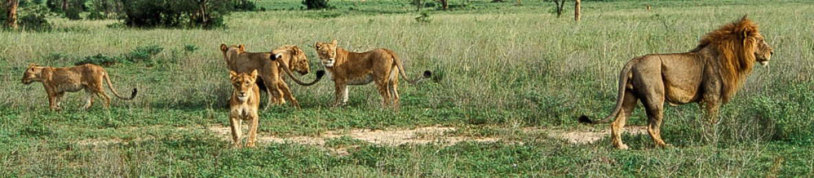 3-Day Murchison Falls Wildlife Safari Experience