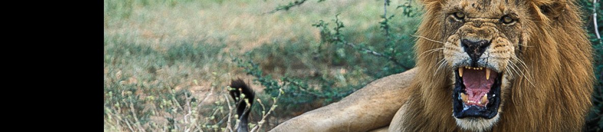 9-Day Mid-Range Wild of Uganda Safari