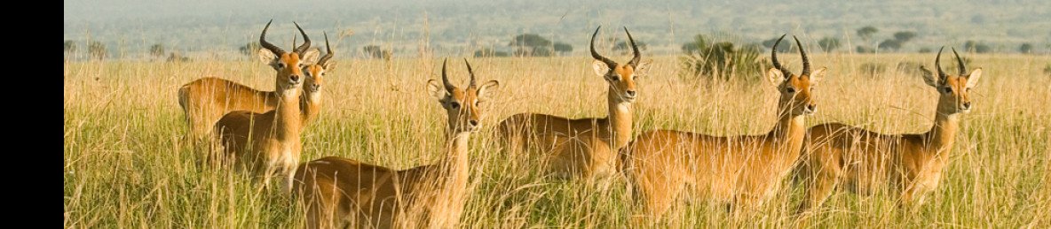 3-Day Murchison Falls Wildlife Trip, Ziwa Rhino Tracking