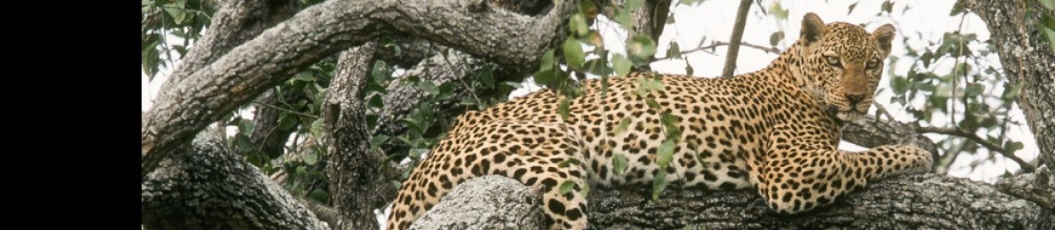 3-Day Big 5 and the Roar of Murchison Safari Adventure
