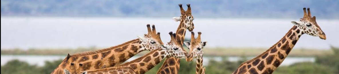 9-Day Best of Uganda Safari