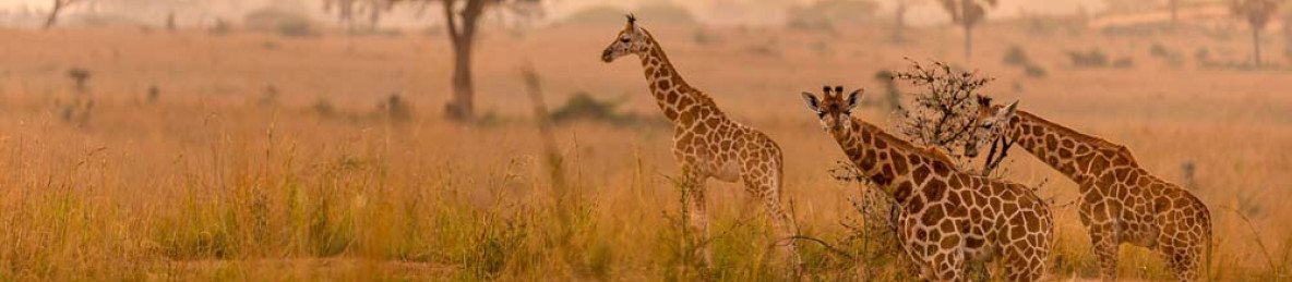 3-Day Big 5 Sighting Safari Tour to Murchison Falls NP