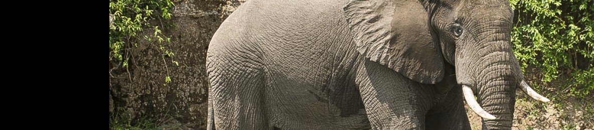 5-Day Uganda Gorilla and Chimpanzee Safari Tour