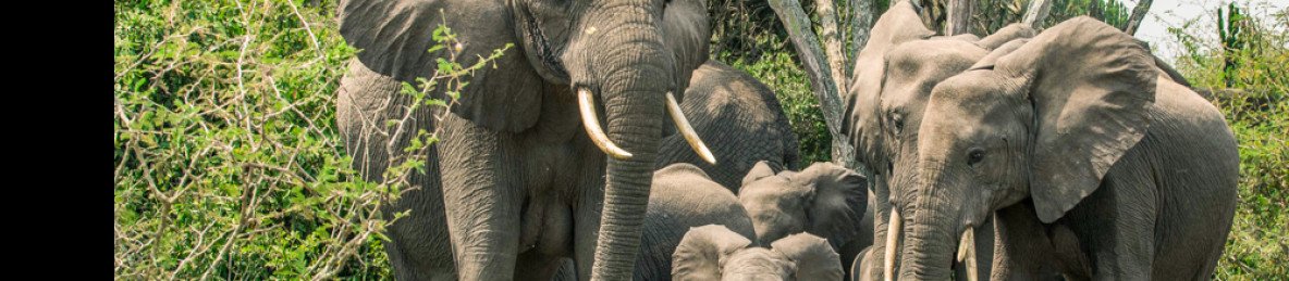 10-Day Ibanga Signature Safari