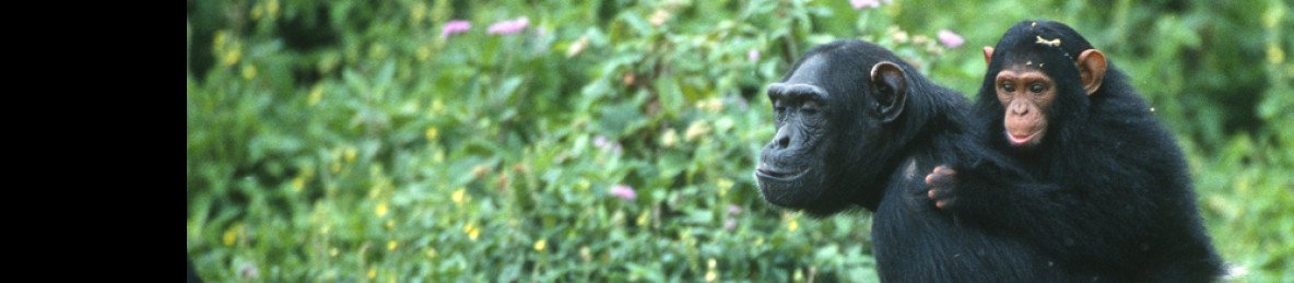 8-Day Safari Holiday Visiting Rwanda and Uganda