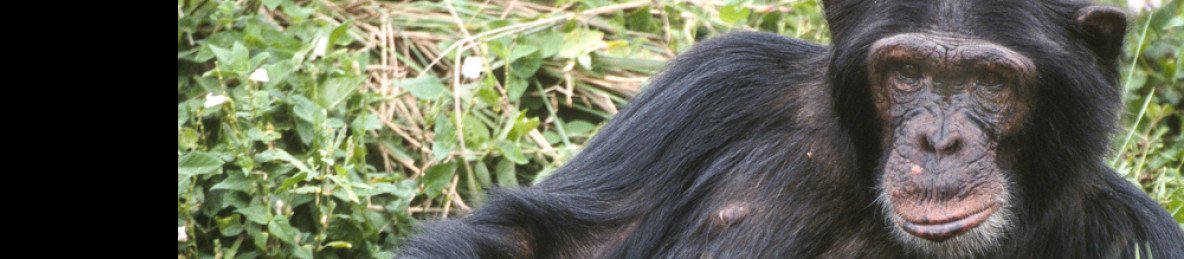 14-Day Combine Big 5 Wildlife and Gorilla Trekking Safari