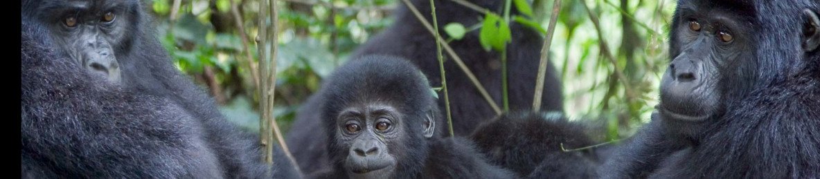 1-Day Gorilla Trekking/Habituation in Uganda Bwindi