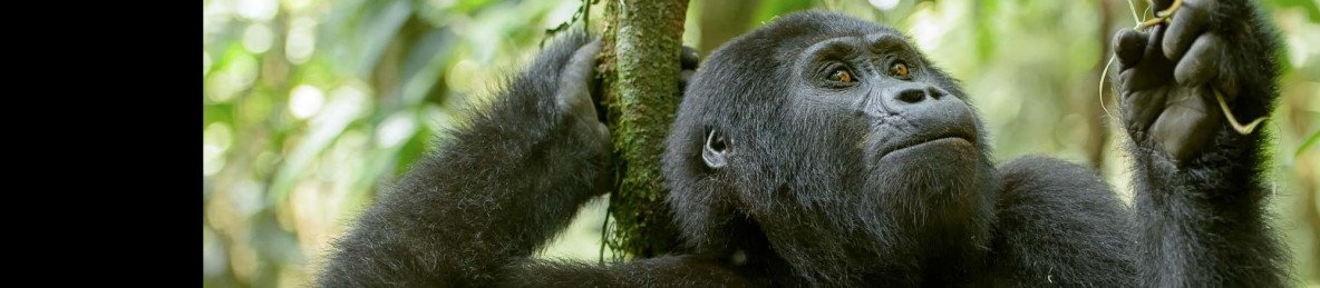 3-Day Budget Friendly Gorilla Trekking Tour