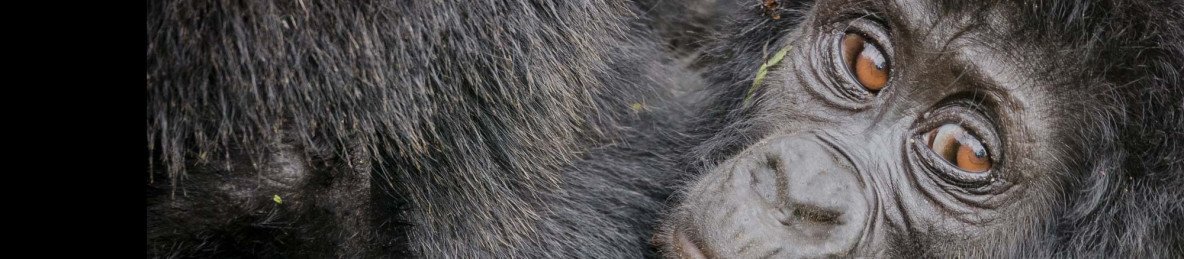 3-Day Uganda Gorilla Trekking Safari- Bwindi Forest Park