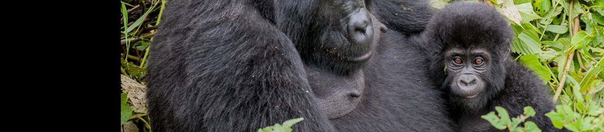 7-Day Mountain Gorilla and Golden Monkey Experience