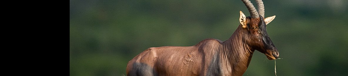 10-Day Uganda & Tanzania Wildlife and Primate Safari