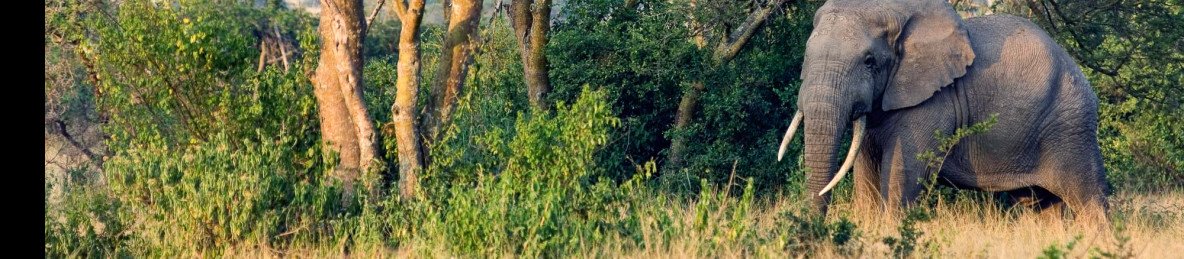 3-Day Queen Elizabeth NP and Kalinzu Forest Tour
