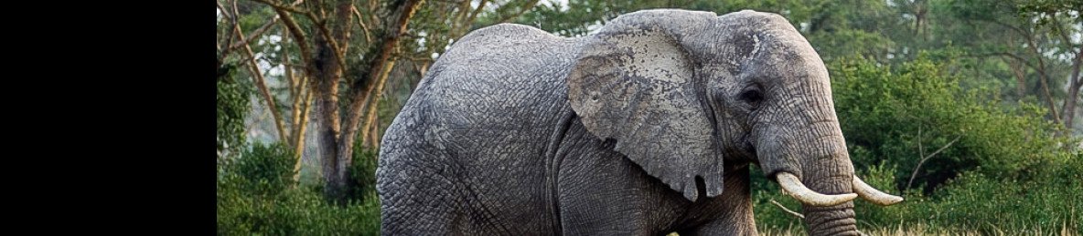 7-Day Vacation and Safari in Uganda Africa