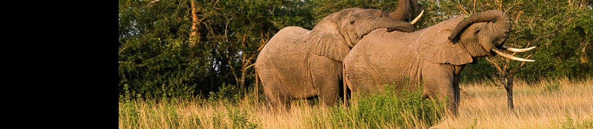6-Day Queen Elizabeth & Bwindi NP Chimpanzee & Wildlife