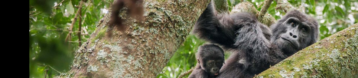 6-Day Volcanoes, Bwindi, Bunyonyi, Queen and Kibale Tour