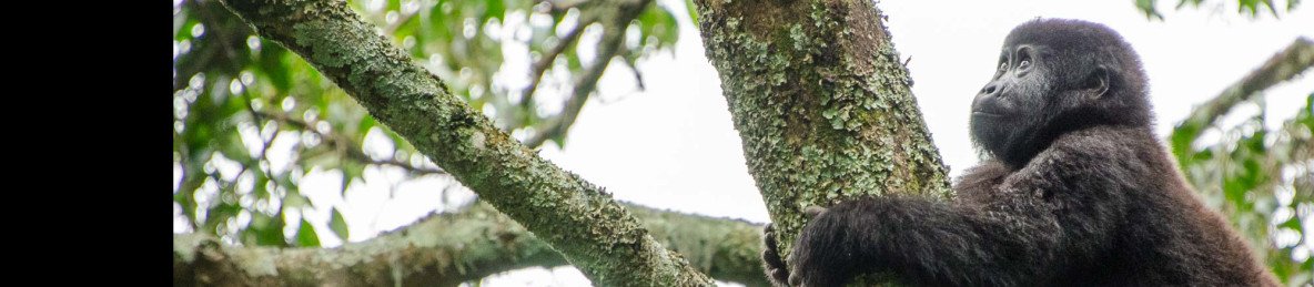 1-Day An Unforgettable Bwindi Gorilla Tour