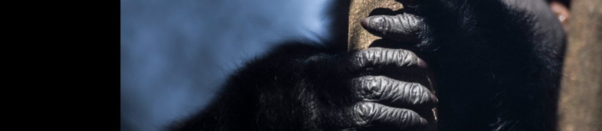 7-Day Gorilla/Chimp Trekking & Game Drive Safari Uganda