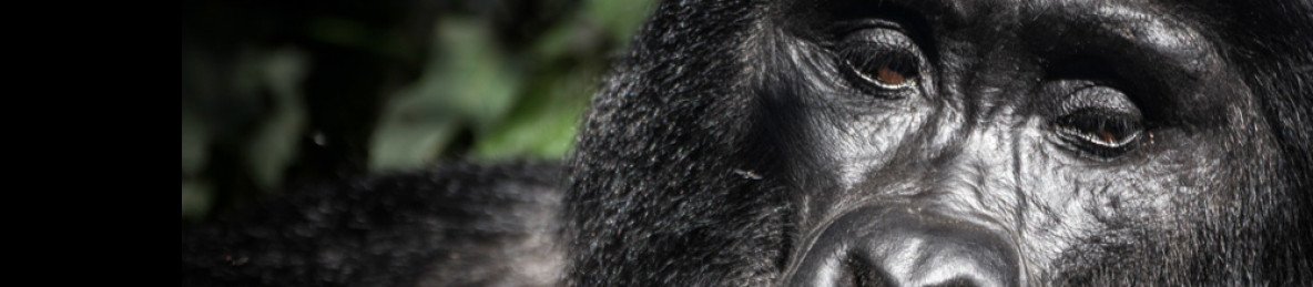 12-Day Uganda Big 5 and Primates Safari