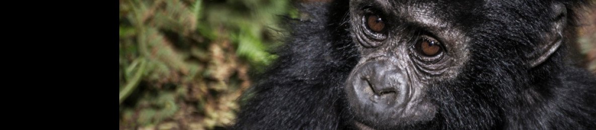 6-Day Primates Safari