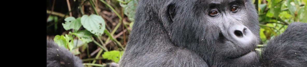 2-Day Bwindi Gorilla Trekking Safari Experience