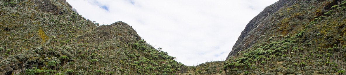 15-Day Margherita Peak Trek & Gorilla Trekking Adventure