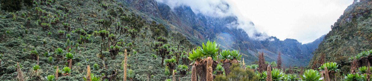 13-Day Rwenzori Trekking & Uganda Wildlife Experience
