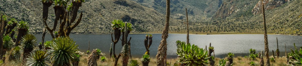 10-Day Mount Rwenzori Climbing via the Bukurungu Trail