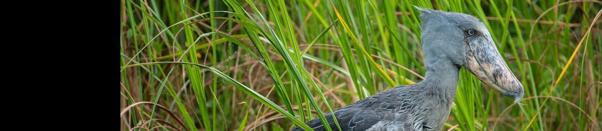 1-Day Mabamba Wetland Shoebill Excursion
