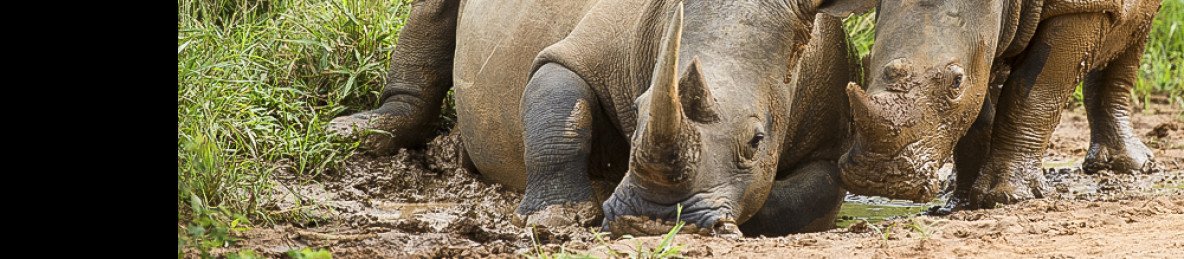 3-Day Murchison Falls Uganda Safari