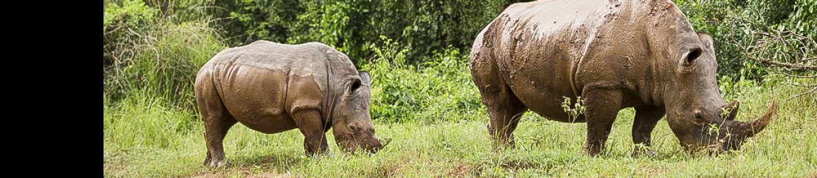 3-Day Murchison Falls Big 5 Safari & Ziwa Rhino Tracking