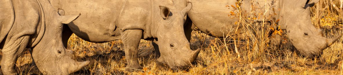 15-Day Around Uganda Safari and Staycation