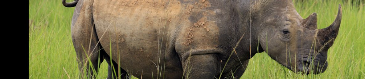 5-Day Best of Big Five Uganda and Rwanda Hoilday Safari