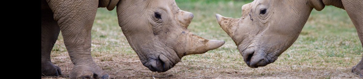 3-Day Murchison Falls National Park Safari Experience